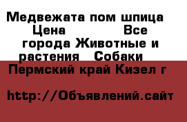 Медвежата пом шпица › Цена ­ 40 000 - Все города Животные и растения » Собаки   . Пермский край,Кизел г.